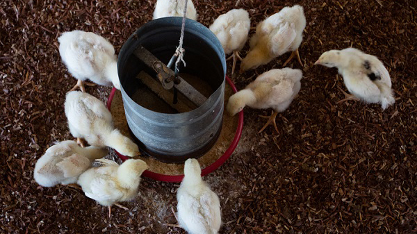 Parcerias com Movimento Solidário alavancam economia