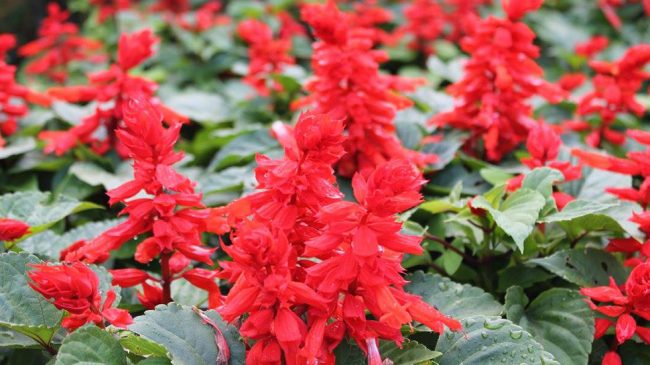 Ainda há vagas para o jantar da primavera em Campos do Jordão