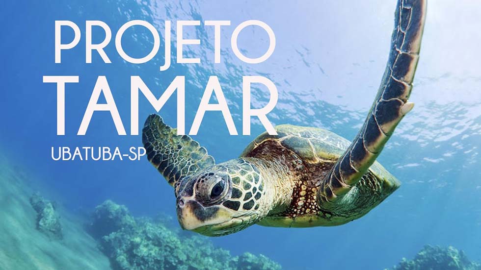 Conheça o Projeto Tamar. Hospede-se em Ubatuba