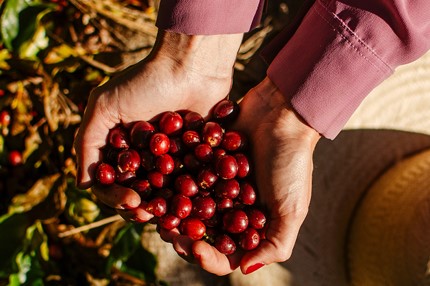 Contra a fome, Fenae incentiva projetos de segurança alimentar